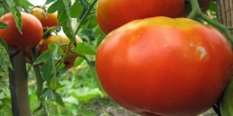 Koje se krupnoplodne sorte paradajza koriste za plastenike: top 11